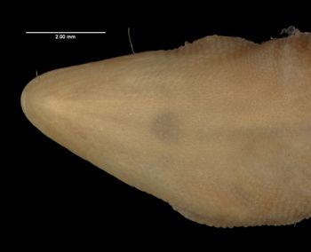 Media type: image;   Herpetology R-166718